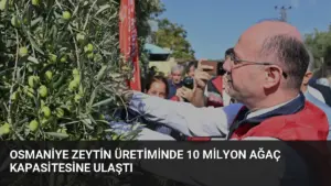 Osmaniye Zeytin Üretiminde 10 Milyon Ağaç Kapasitesine Ulaştı