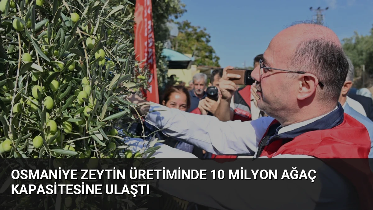 Osmaniye Zeytin Üretiminde 10 Milyon Ağaç Kapasitesine Ulaştı